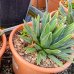 Agave victoriae-reginae (Agáve kráľovská) - výška 10-15 cm, ⌀ 20-30 cm, kont. C6L (-20°C)